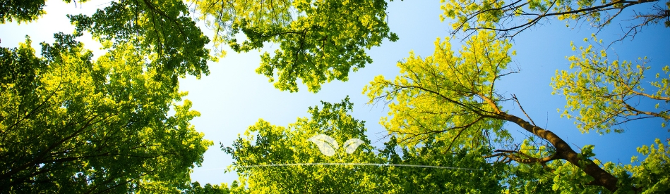 Bomen kopen | Gardline - Online tuincentrum